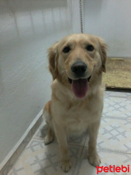 Golden Retriever, Köpek  Kontes fotoğrafı