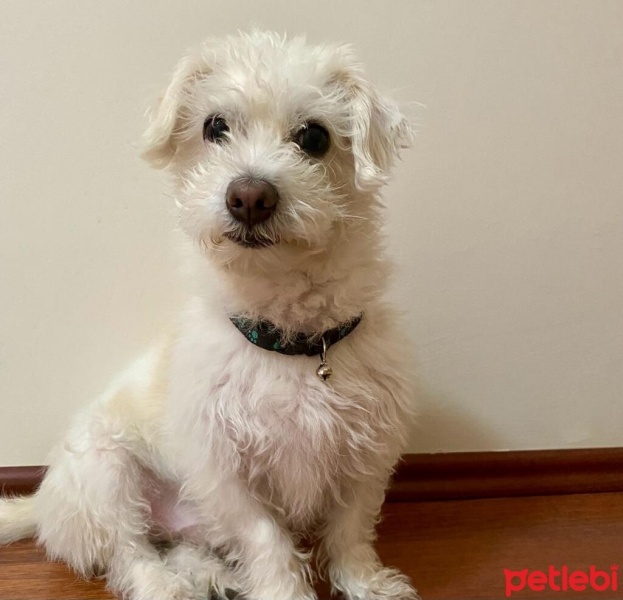 Maltese, Köpek  Arin fotoğrafı