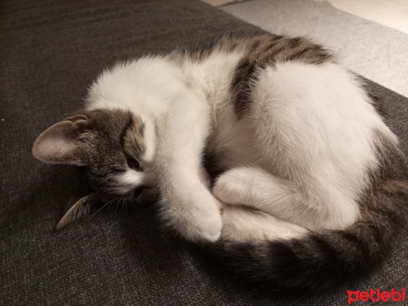 Tekir Kedi, Kedi  Şeker fotoğrafı