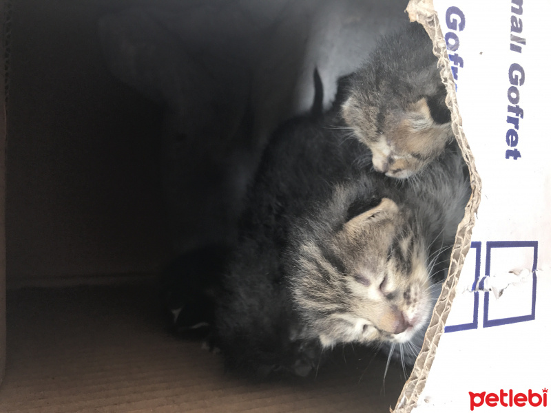 Tekir Kedi, Kedi  Öksüzler fotoğrafı