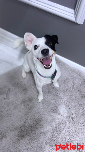 Jack Russell Terrier, Köpek  Maya fotoğrafı