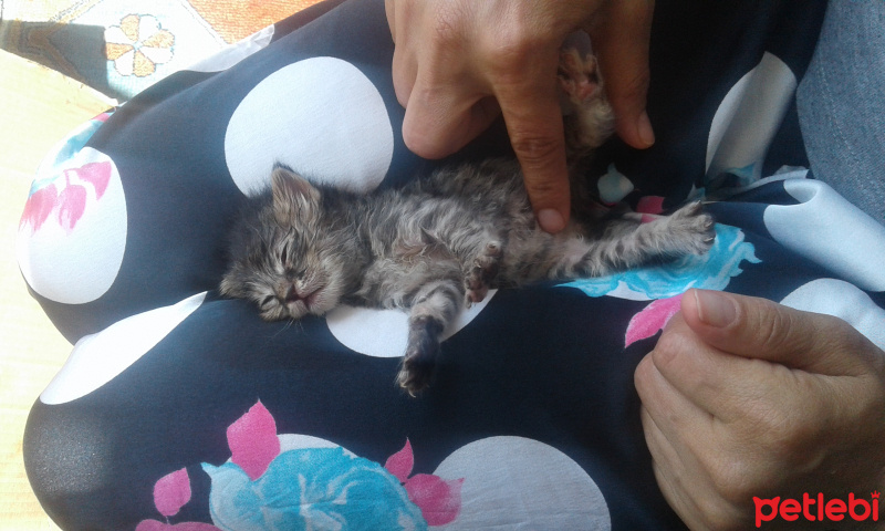 Tekir Kedi, Kedi  Obur ve müdüre  fotoğrafı