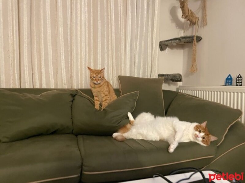 Tekir Kedi, Kedi  Nisan Kıpır fotoğrafı