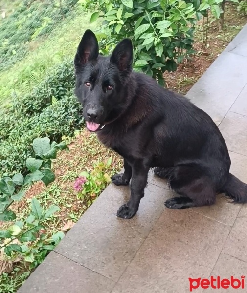 Alman Çoban Köpeği, Köpek  Güngör fotoğrafı