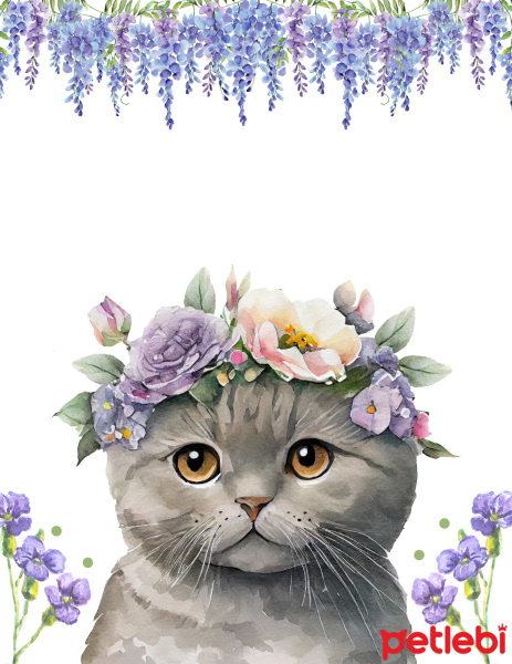 Scottish Fold, Kedi  Macide fotoğrafı