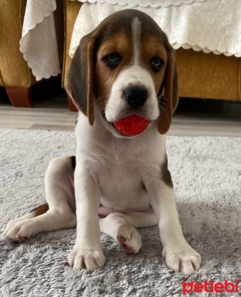 Beagle, Köpek  Berlin fotoğrafı