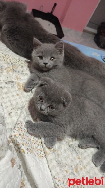 Scottish Fold, Kedi  Macit fotoğrafı