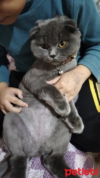 Scottish Fold, Kedi  Müezza fotoğrafı