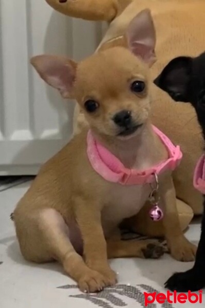 Chihuahua, Köpek  Niki fotoğrafı