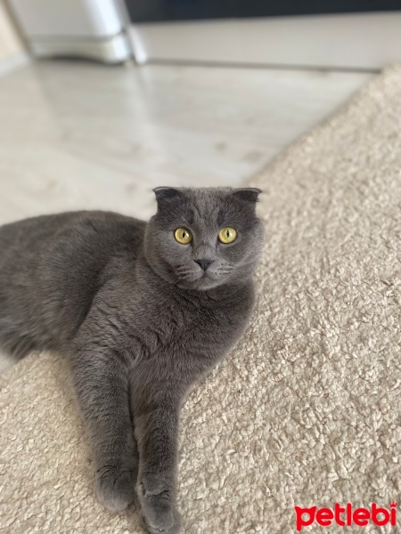 Scottish Fold, Kedi  Zeytin fotoğrafı