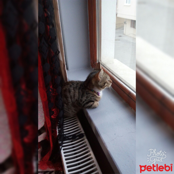 Tekir Kedi, Kedi  Pati fotoğrafı