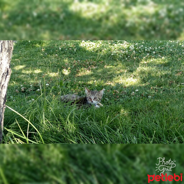 Tekir Kedi, Kedi  Pati fotoğrafı