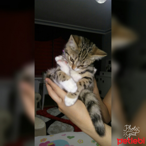 Tekir Kedi, Kedi  Pati fotoğrafı