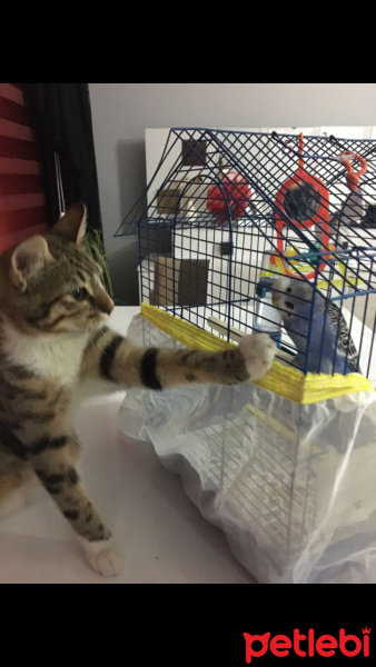 Tekir Kedi, Kedi  Pati fotoğrafı