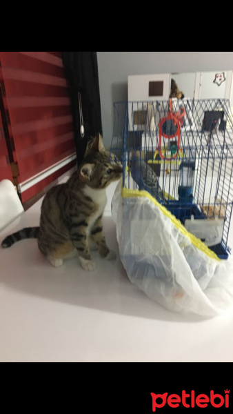 Tekir Kedi, Kedi  Pati fotoğrafı