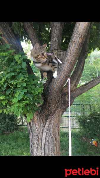 Tekir Kedi, Kedi  Pati fotoğrafı