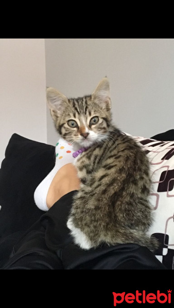 Tekir Kedi, Kedi  Pati fotoğrafı