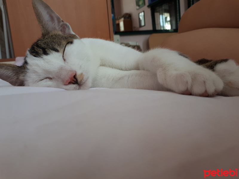 Tekir Kedi, Kedi  Nugget fotoğrafı