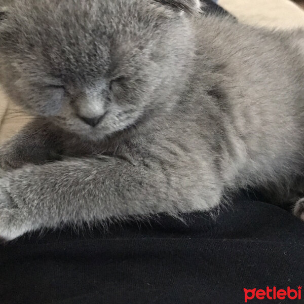 Scottish Fold, Kedi  Nohut fotoğrafı