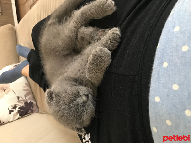 Scottish Fold, Kedi  Nohut fotoğrafı