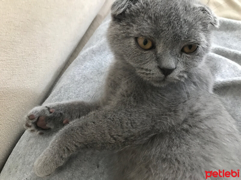 Scottish Fold, Kedi  Nohut fotoğrafı