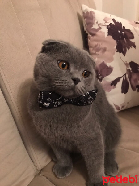 Scottish Fold, Kedi  Nohut fotoğrafı