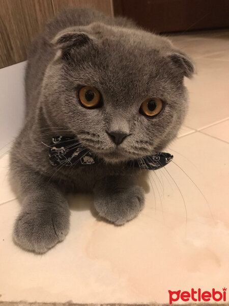 Scottish Fold, Kedi  Nohut fotoğrafı