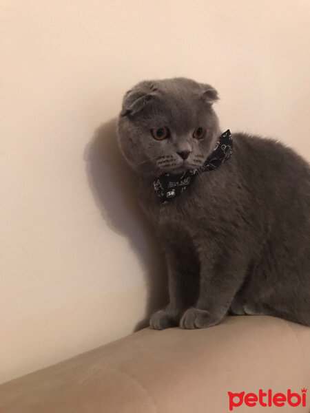 Scottish Fold, Kedi  Nohut fotoğrafı