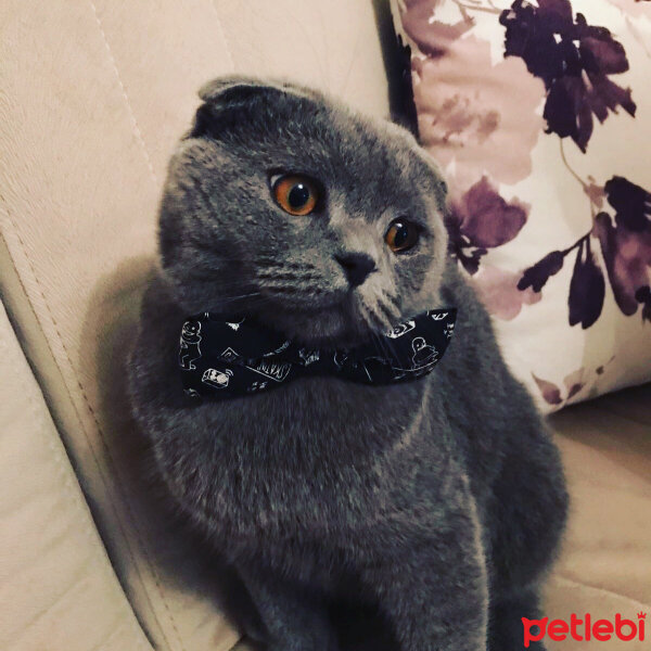 Scottish Fold, Kedi  Nohut fotoğrafı