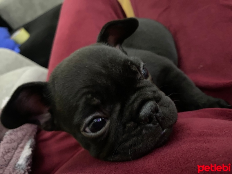 Fransız Bulldog, Köpek  Maya fotoğrafı