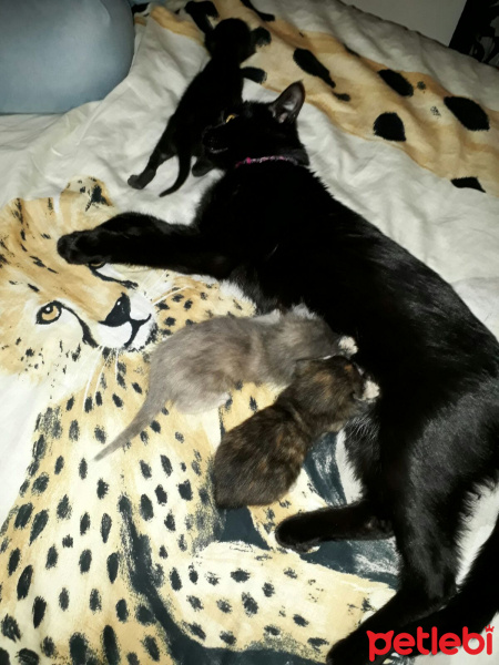 Tekir Kedi, Kedi  adlarını siz koyun :) fotoğrafı