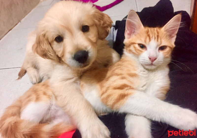 Golden Retriever, Köpek  Lady fotoğrafı