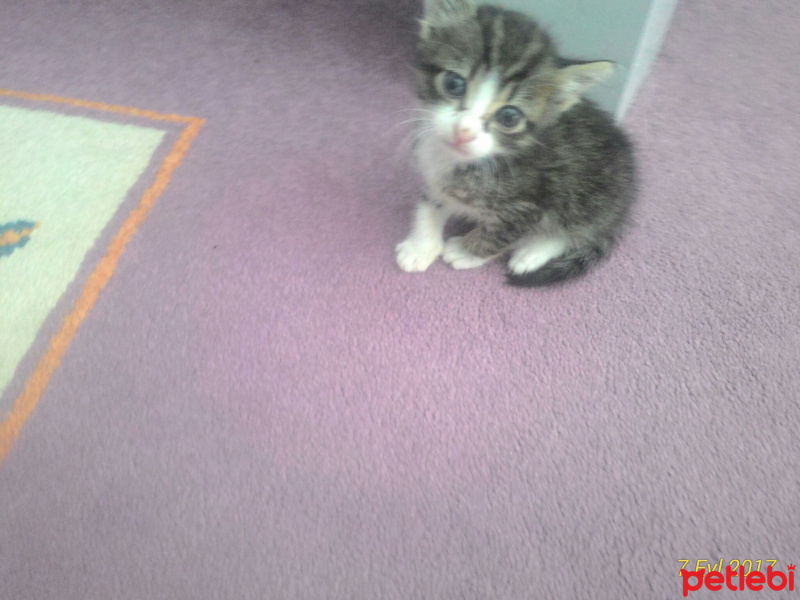 Tekir Kedi, Kedi  Minnoş fotoğrafı