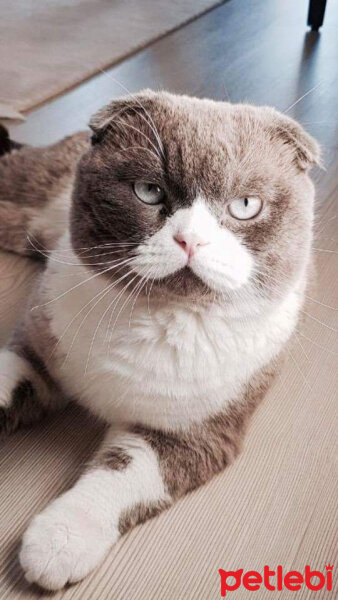 Scottish Fold, Kedi  Behçet fotoğrafı