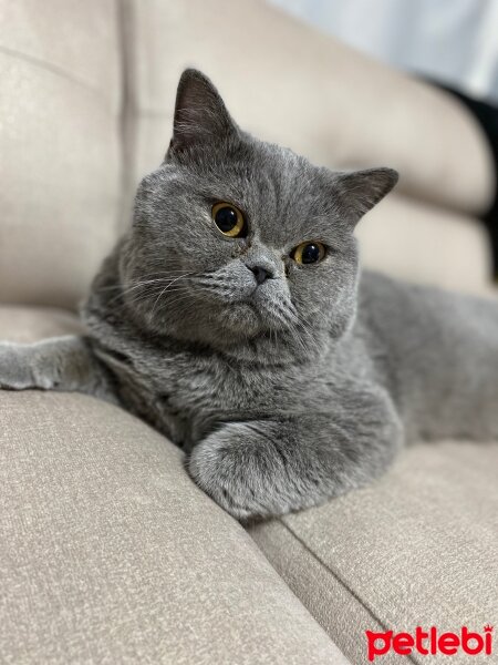 British Shorthair, Kedi  Leo fotoğrafı