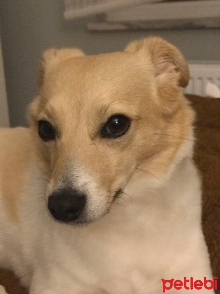 Jack Russell Terrier, Köpek  dobby fotoğrafı