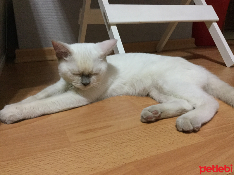 British Shorthair, Kedi  Puffy fotoğrafı