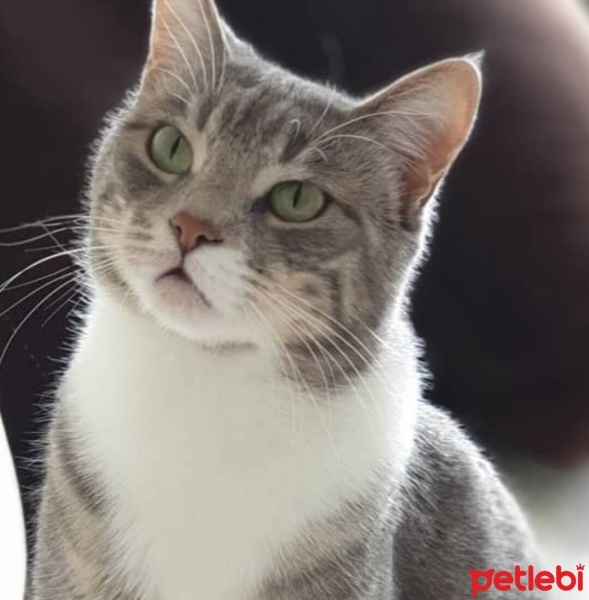 Tekir Kedi, Kedi  LUNA fotoğrafı