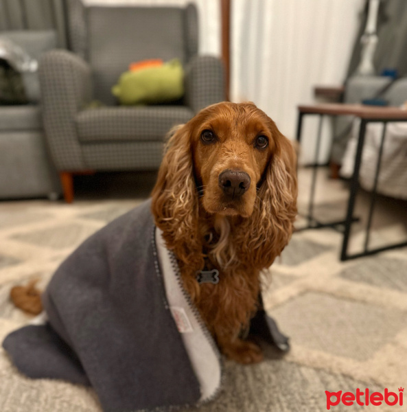 İngiliz Cocker Spaniel, Köpek  Coffee fotoğrafı
