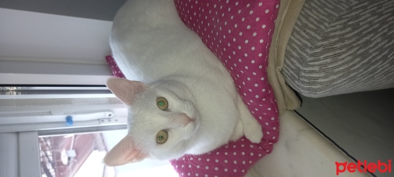 Ankara Kedisi, Kedi  Pamuk fotoğrafı