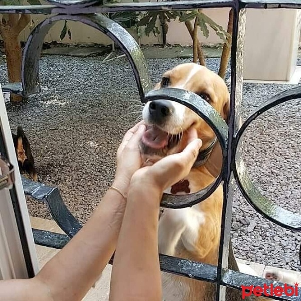 Beagle, Köpek  Odie fotoğrafı