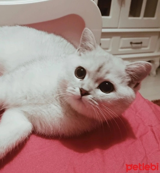 British Shorthair, Kedi  Köpük fotoğrafı