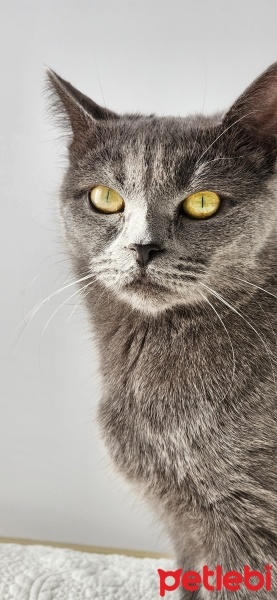 British Shorthair, Kedi  Boncuk fotoğrafı