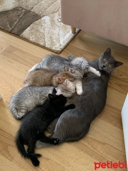 British Shorthair, Kedi  Boncuk fotoğrafı