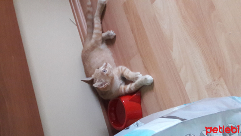 Tekir Kedi, Kedi  bay jingles fotoğrafı