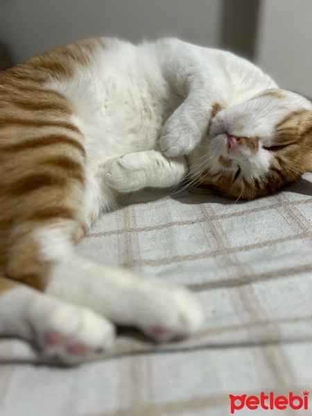 Tekir Kedi, Kedi  şans fotoğrafı