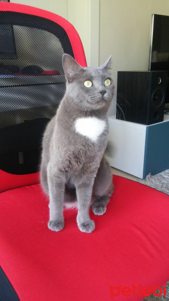 Nebelung, Kedi  Willy fotoğrafı