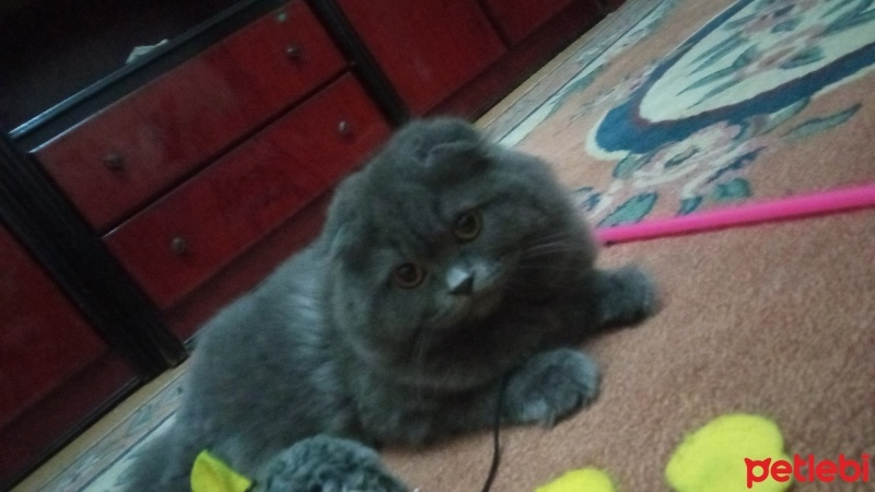 Scottish Fold, Kedi  Fıstık fotoğrafı