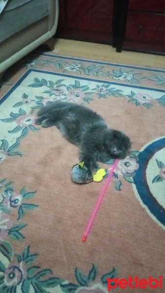 Scottish Fold, Kedi  Fıstık fotoğrafı