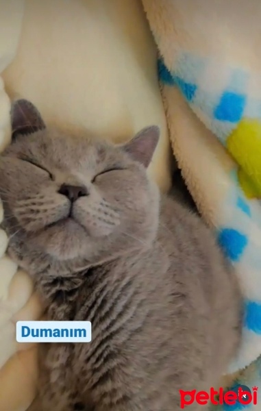 British Shorthair, Kedi  Duman fotoğrafı